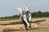 SIBERIAN HUSKY 060